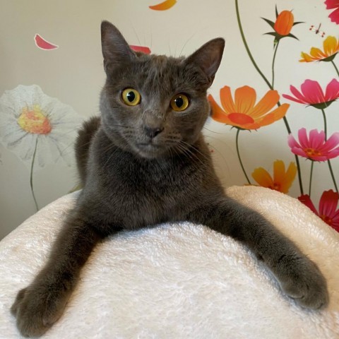 Flora, an adoptable Domestic Short Hair in Los Angeles, CA_image-1