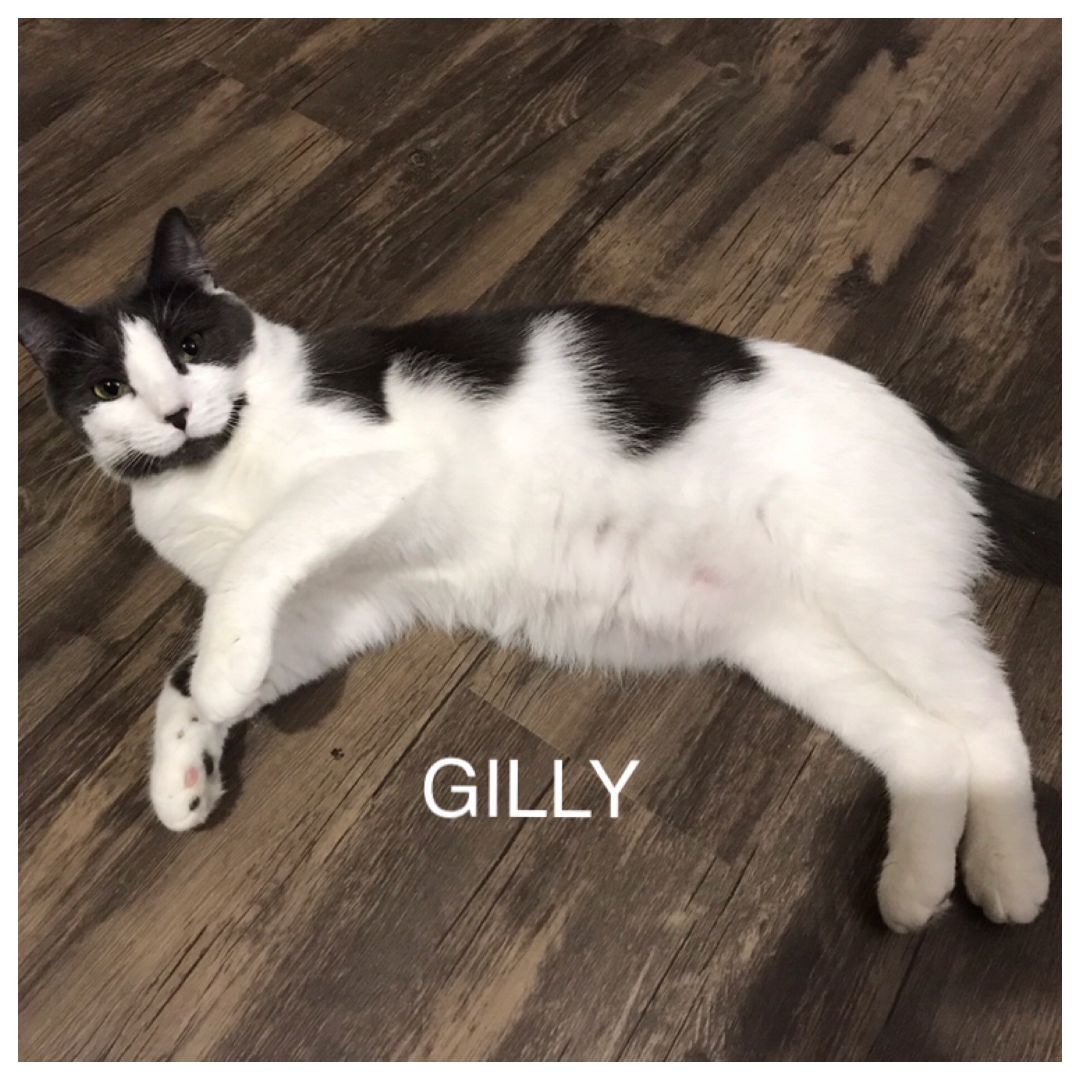 GILLY, an adoptable Domestic Short Hair in Nashville, TN, 37217 | Photo Image 2