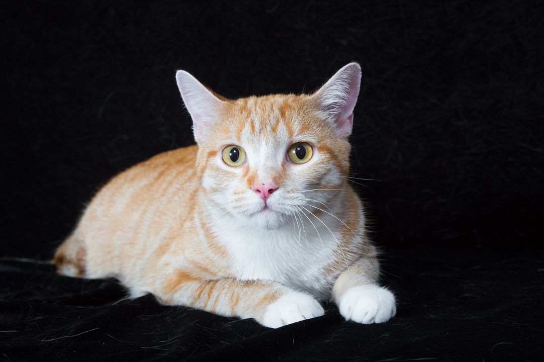 TIGER, an adoptable Domestic Short Hair in Nashville, TN, 37217 | Photo Image 1