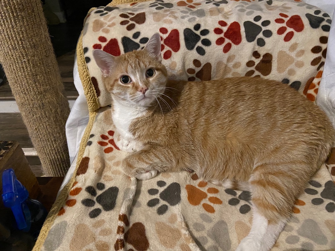 TIGER, an adoptable Domestic Short Hair in Nashville, TN, 37217 | Photo Image 2