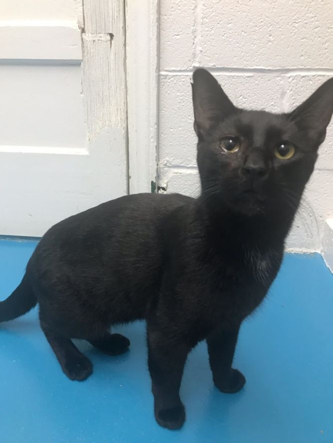 Chico