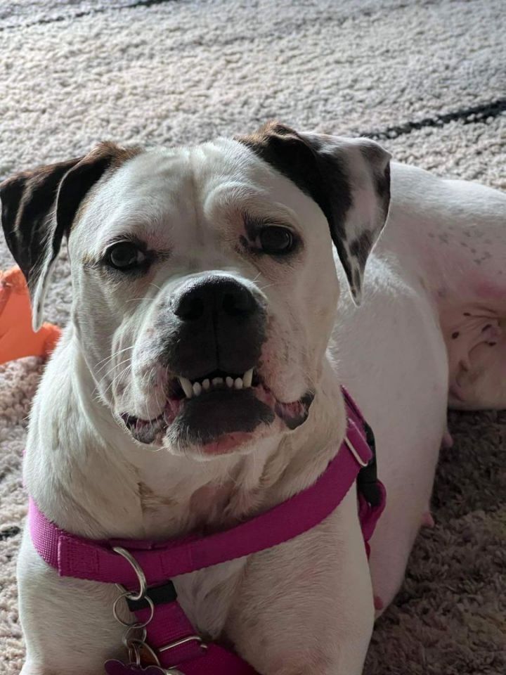 Nova, an adoptable Pit Bull Terrier & Boxer Mix in Cranston, RI_image-4