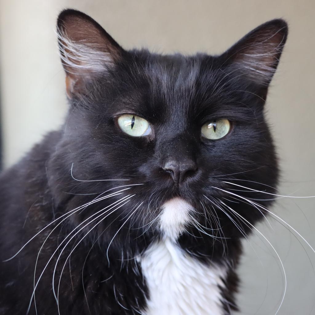 Barracuda, an adoptable Domestic Long Hair in Tucson, AZ, 85711 | Photo Image 1