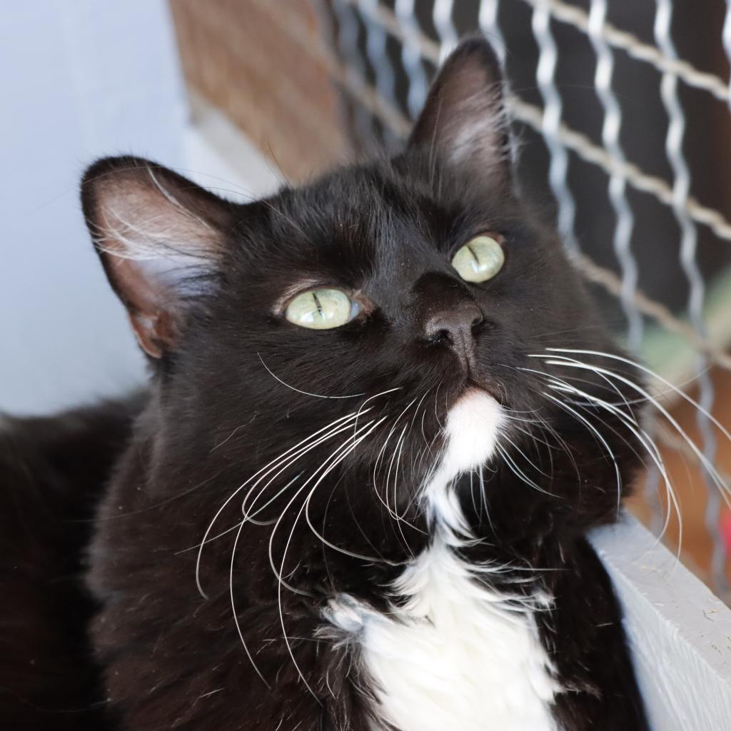 Barracuda, an adoptable Domestic Long Hair in Tucson, AZ, 85711 | Photo Image 2