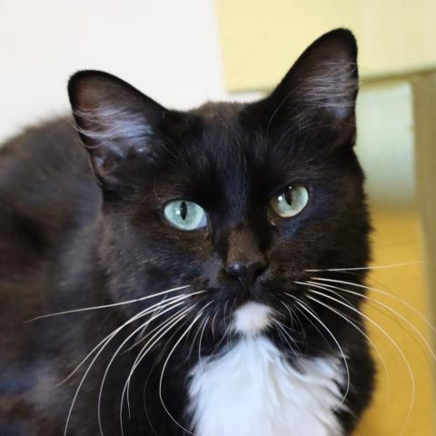 Barracuda, an adoptable Domestic Long Hair in Tucson, AZ, 85711 | Photo Image 3