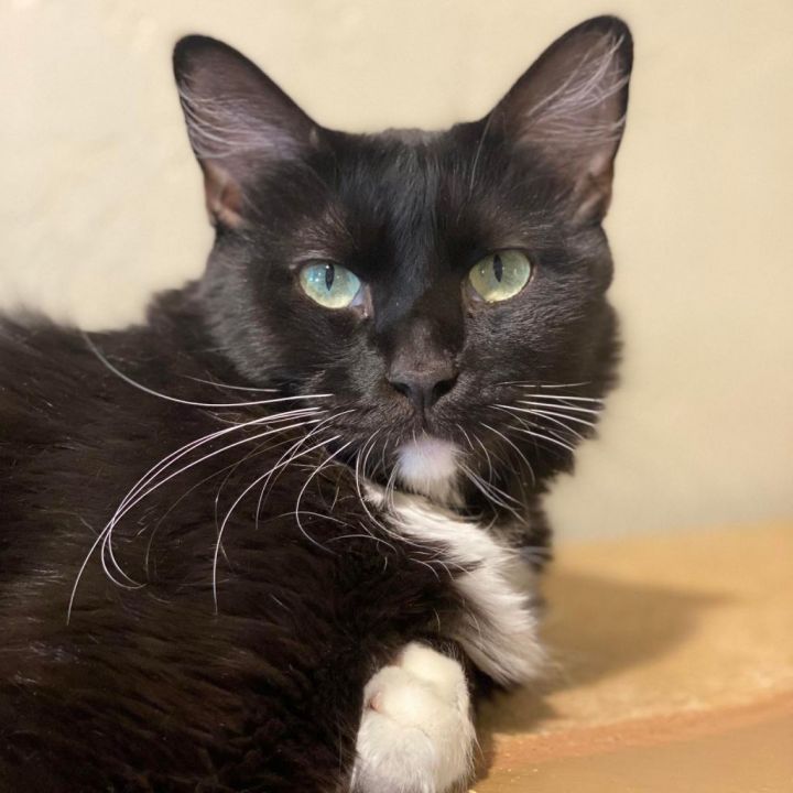 Cat for adoption - Barracuda, a Domestic Long Hair in Tucson, AZ ...