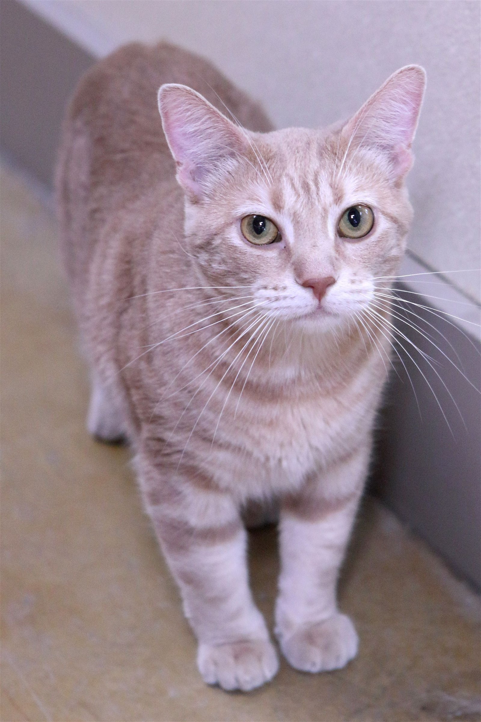 James, an adoptable Tiger, Domestic Short Hair in Austin, MN, 55912 | Photo Image 1