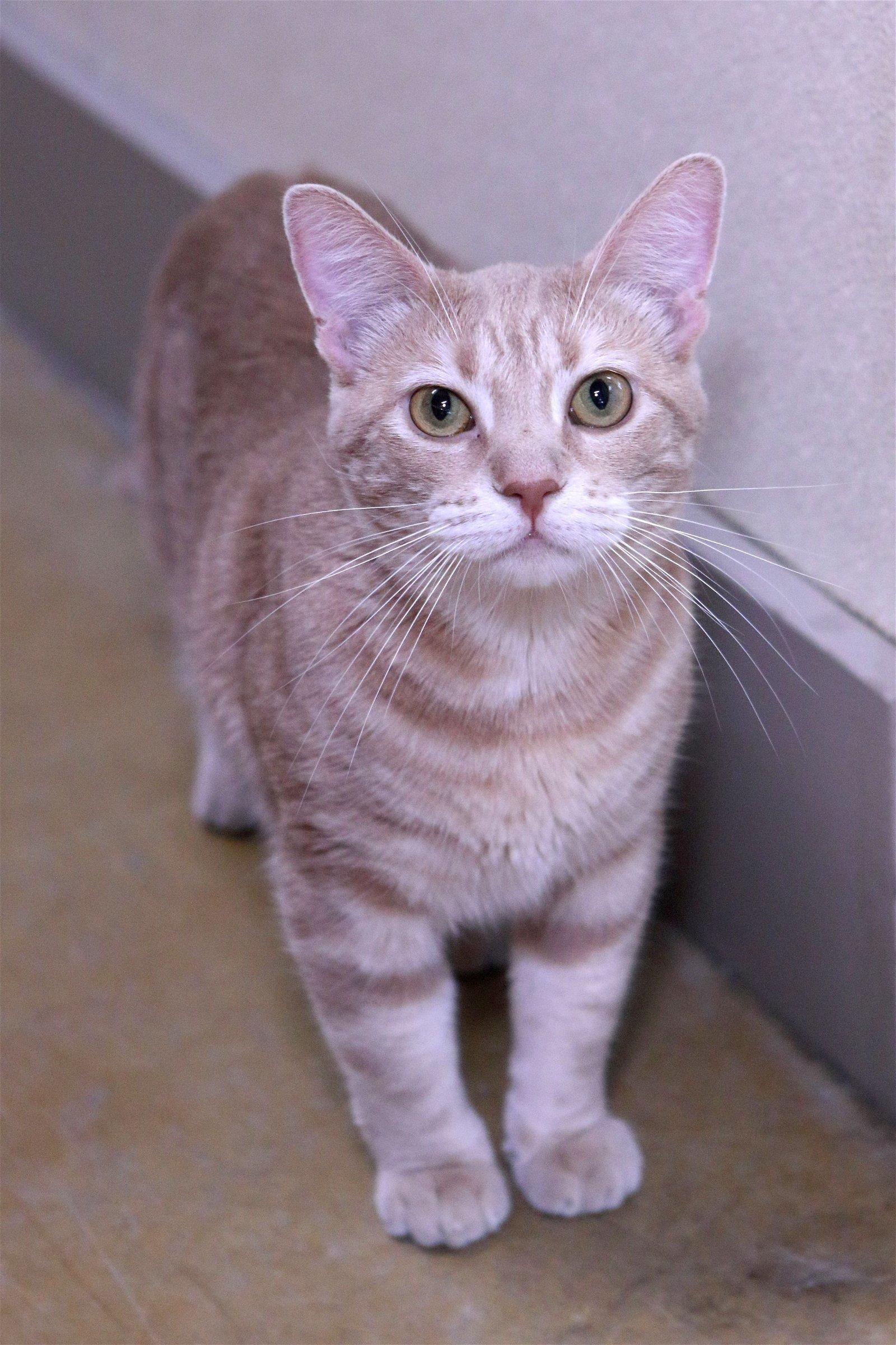 James, an adoptable Tiger, Domestic Short Hair in Austin, MN, 55912 | Photo Image 2