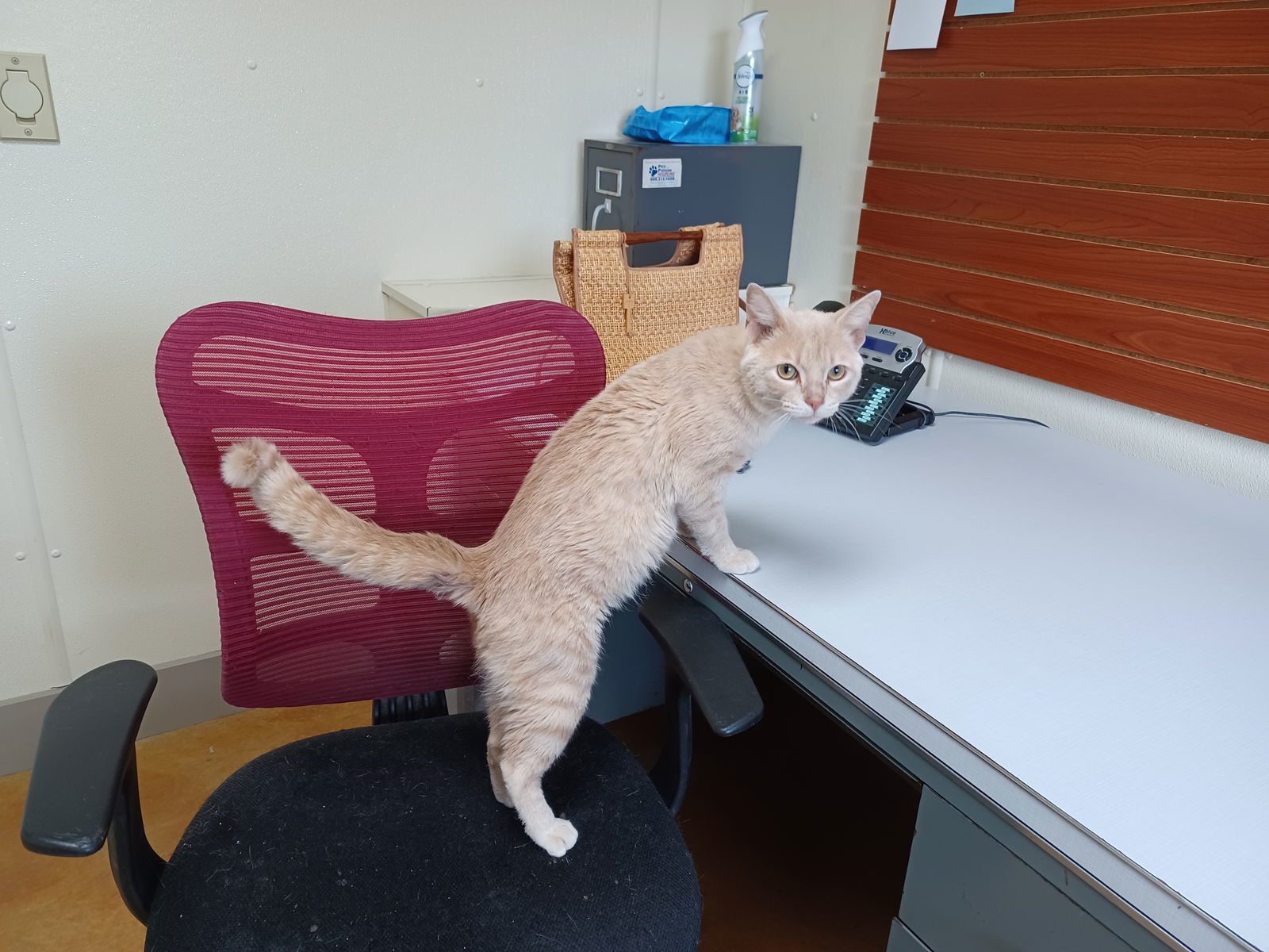 James, an adoptable Tiger, Domestic Short Hair in Austin, MN, 55912 | Photo Image 3