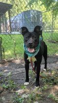Buster, an adoptable Mountain Dog Mix in Petersburg, VA_image-3