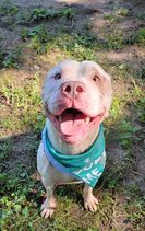 Odin, an adoptable Pit Bull Terrier in Petersburg, VA_image-2