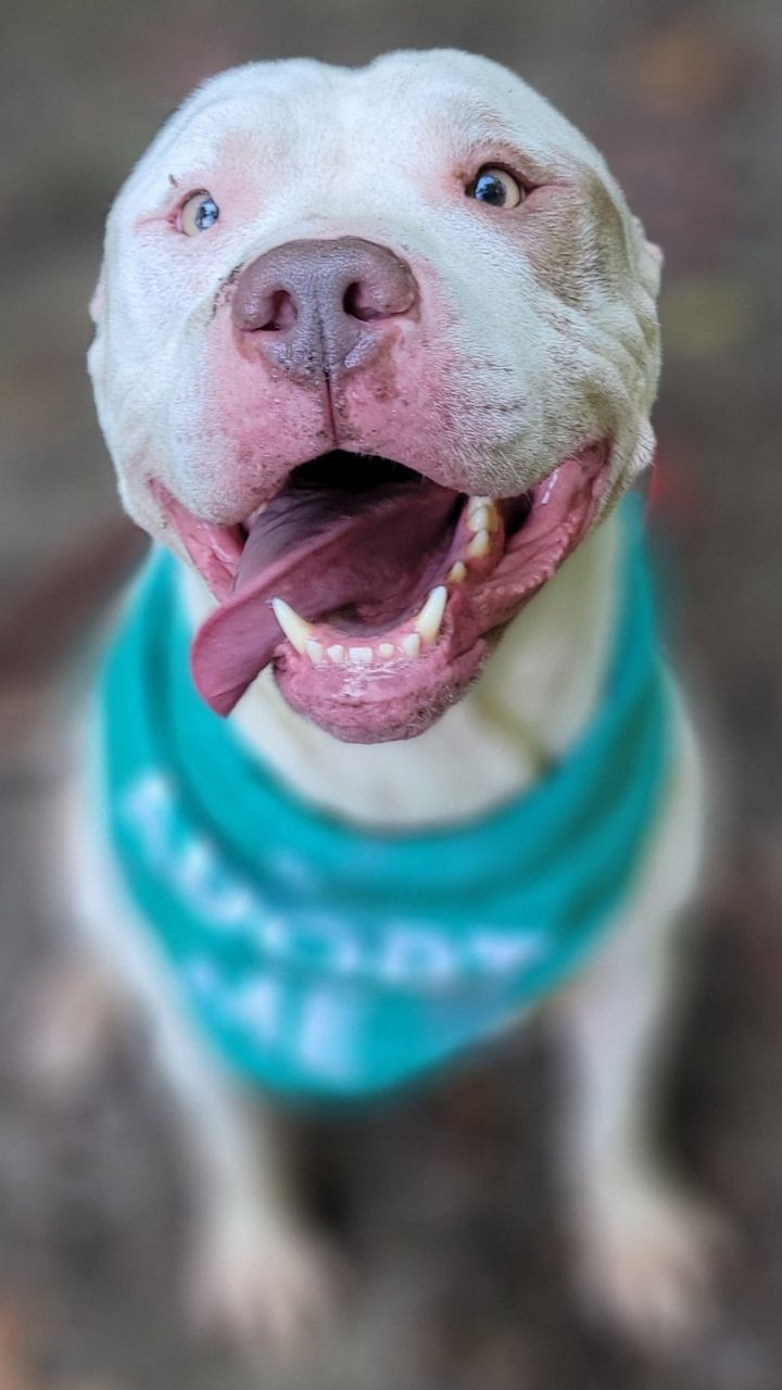 Odin, an adoptable Pit Bull Terrier in Petersburg, VA_image-3