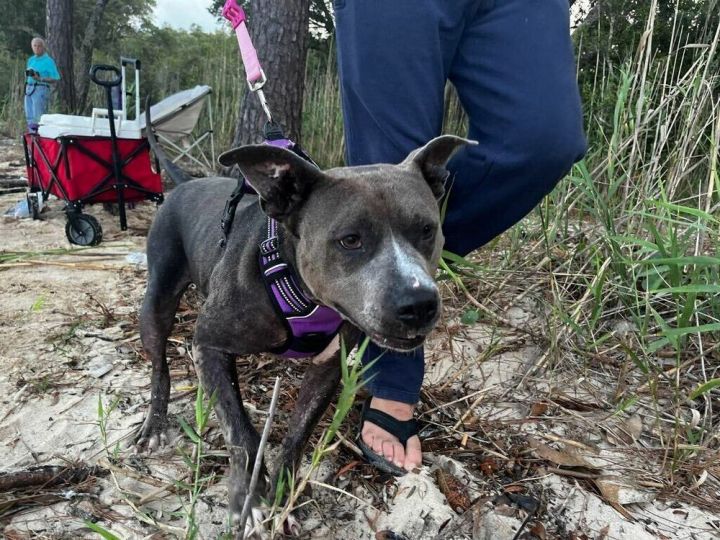 Gertrude, an adoptable American Bulldog in Milton, FL_image-1
