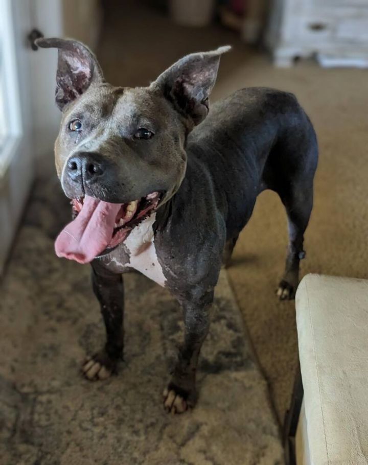 Gertrude, an adoptable American Bulldog in Milton, FL_image-2