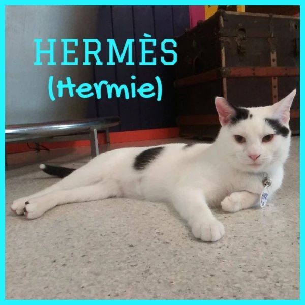 Hermes, an adoptable Domestic Short Hair in Georgetown, SC_image-1