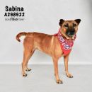 SABINA's profile on Petfinder.com