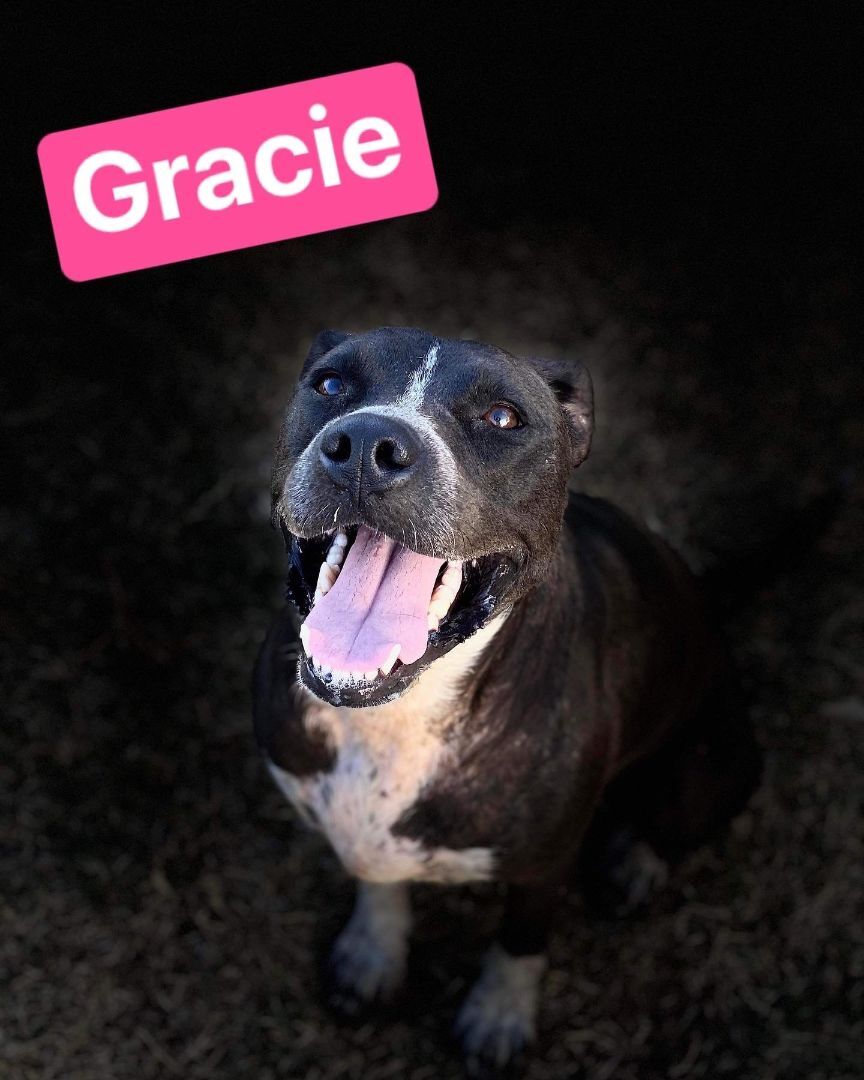 Gracie