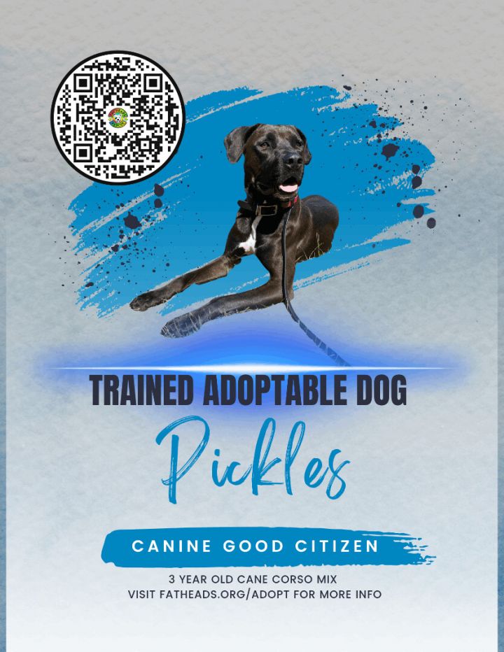 Trained Adoptable Dog - Pickles, an adoptable American Staffordshire Terrier & Cane Corso Mix in Elizabethtown, KY_image-2