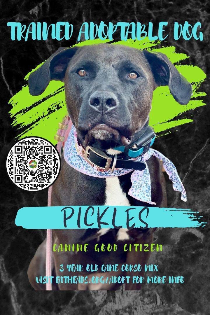 Trained Adoptable Dog - Pickles 4