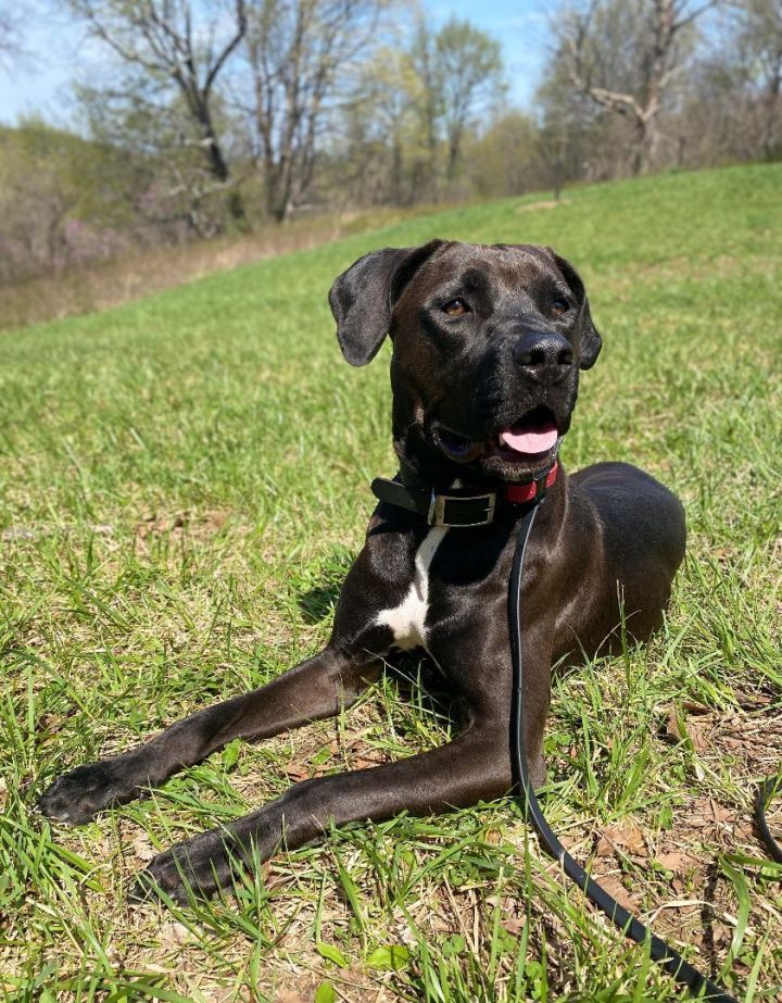 Trained Adoptable Dog - Pickles 1