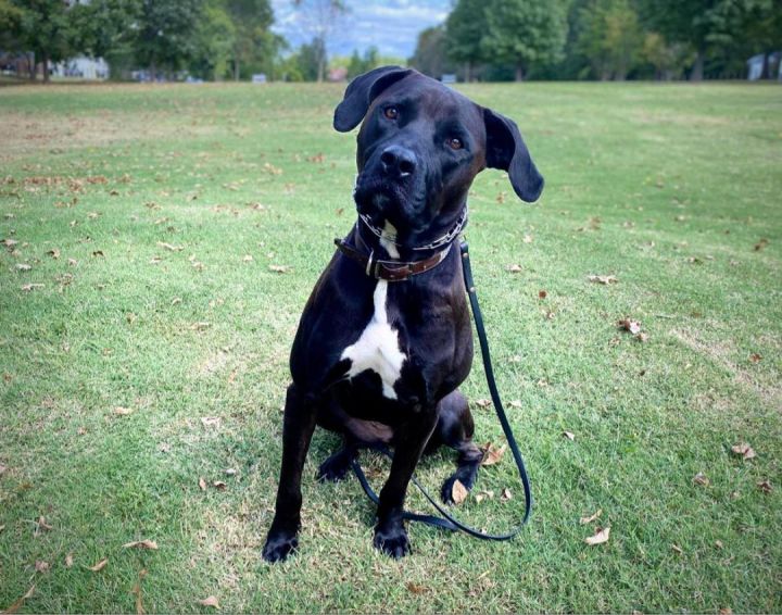 Trained Adoptable Dog - Pickles, an adoptable American Staffordshire Terrier & Cane Corso Mix in Elizabethtown, KY_image-5