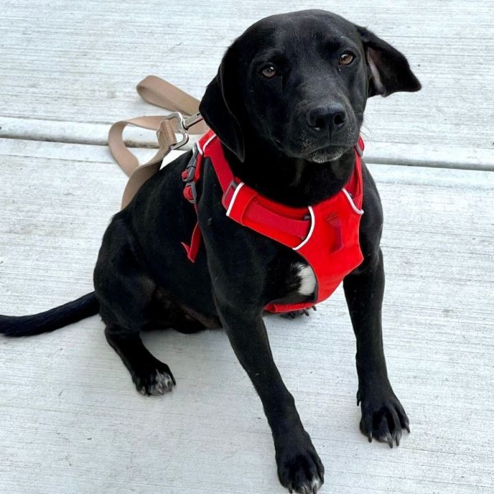 Rocky, an adoptable Labrador Retriever in Bethel, CT_image-1