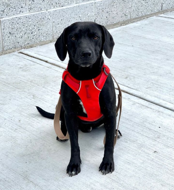 Rocky, an adoptable Labrador Retriever in Bethel, CT_image-2