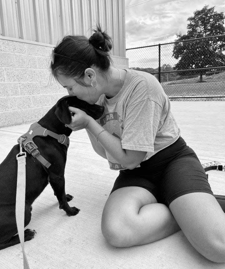 Rocky, an adoptable Labrador Retriever in Bethel, CT_image-4