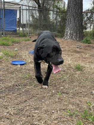 Bear, an adoptable Mixed Breed in Georgetown, SC_image-3