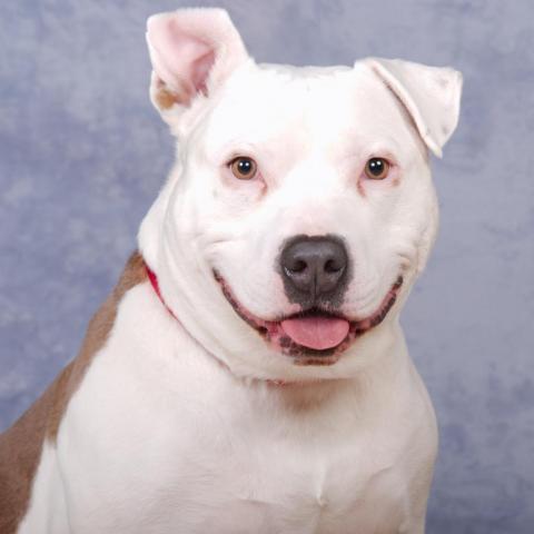 Checo, an adoptable American Bulldog & Pit Bull Terrier Mix in East Saint Louis, IL_image-2