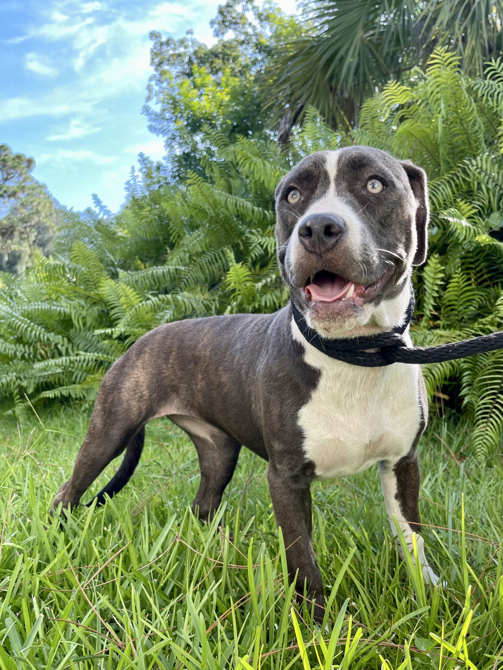 MARY JANE, an adoptable American Bulldog in Fort Pierce, FL, 34982 | Photo Image 1