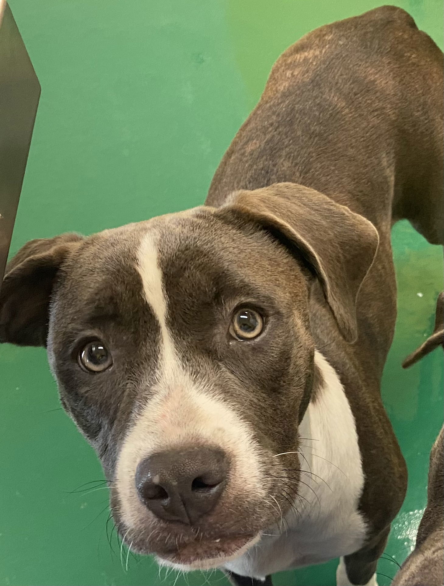 MARY JANE, an adoptable American Bulldog in Fort Pierce, FL, 34982 | Photo Image 2