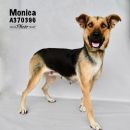 MONICA's profile on Petfinder.com