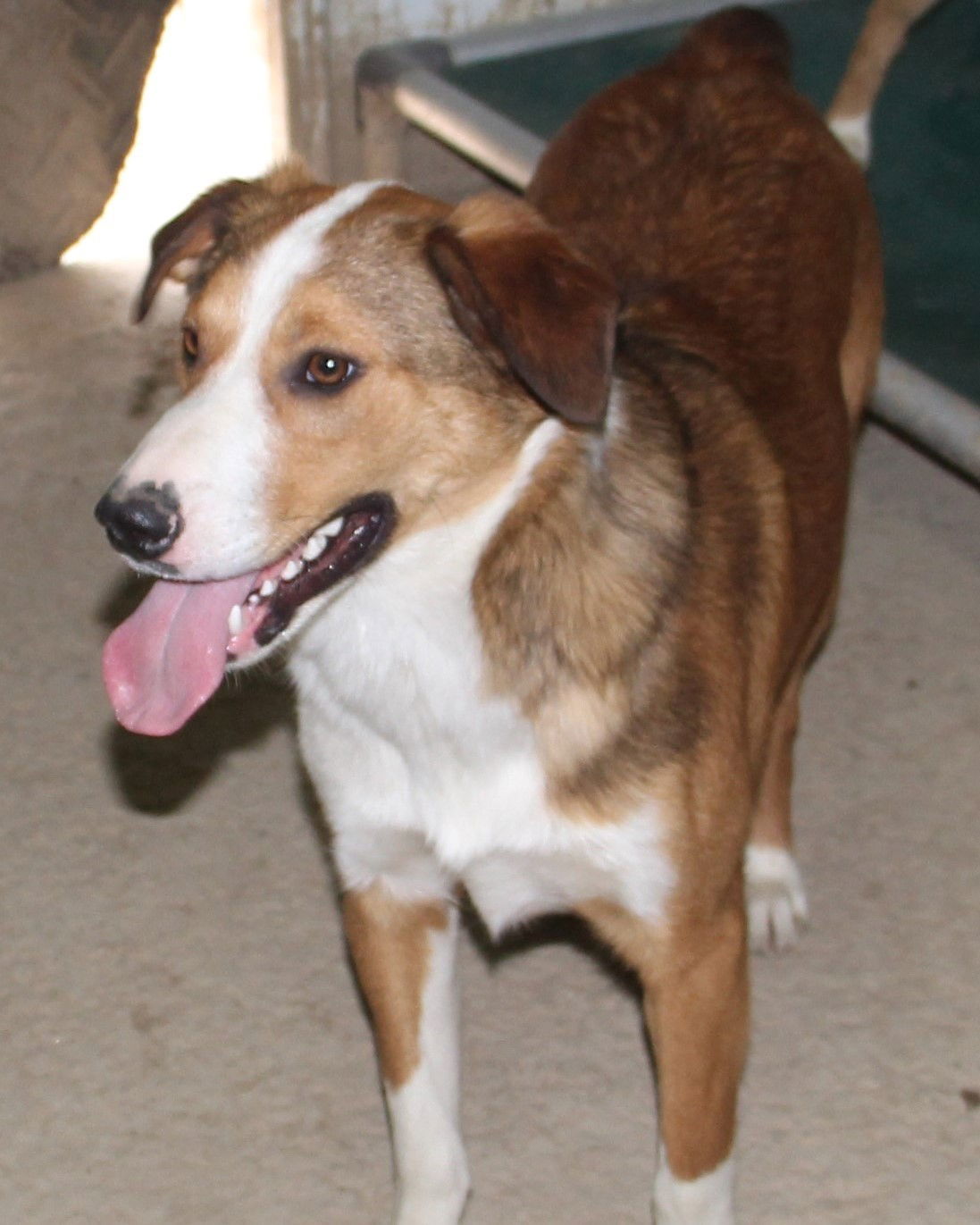 Kia, an adoptable Australian Shepherd in Poland, IN, 47868 | Photo Image 1