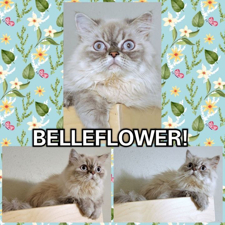 Belleflower 4