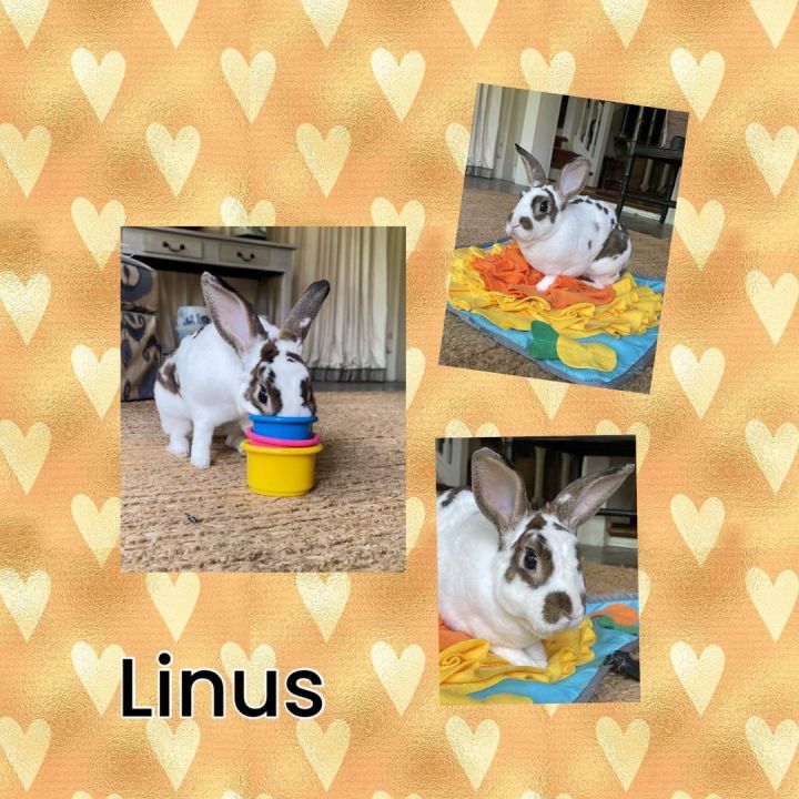 Linus 1