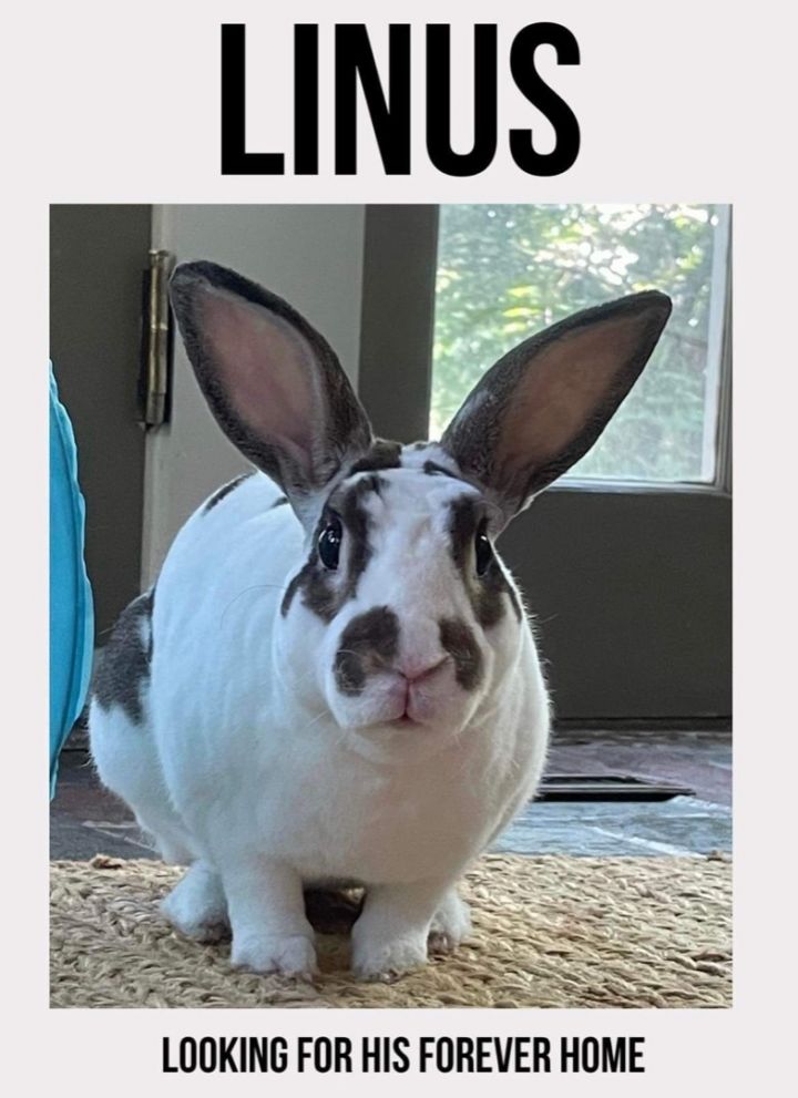 Linus 2