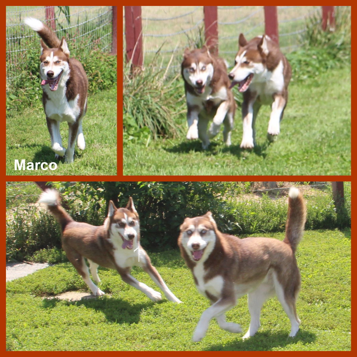 Marco, an adoptable Husky in Poland, IN, 47868 | Photo Image 1