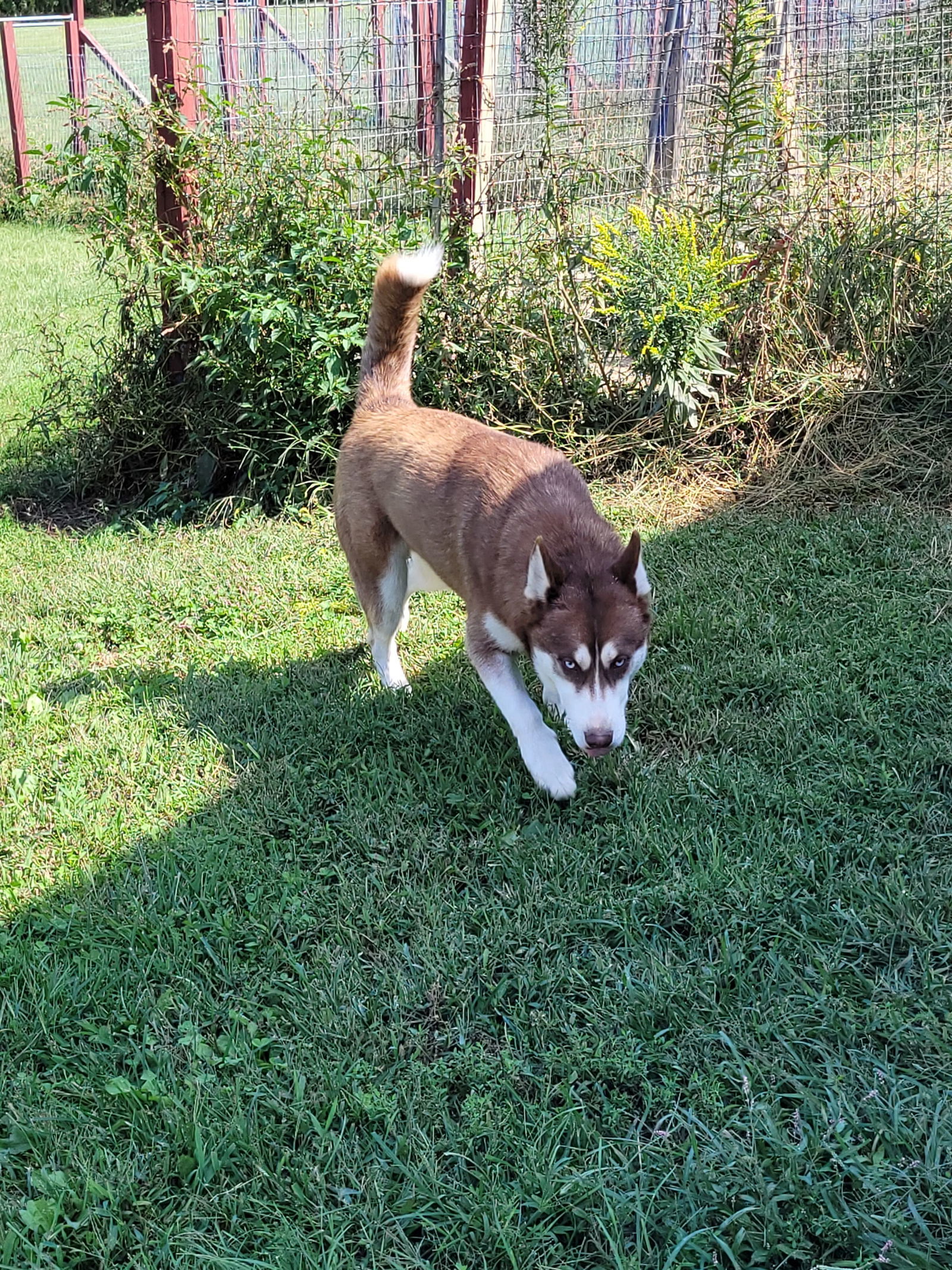 Marco, an adoptable Husky in Poland, IN, 47868 | Photo Image 2