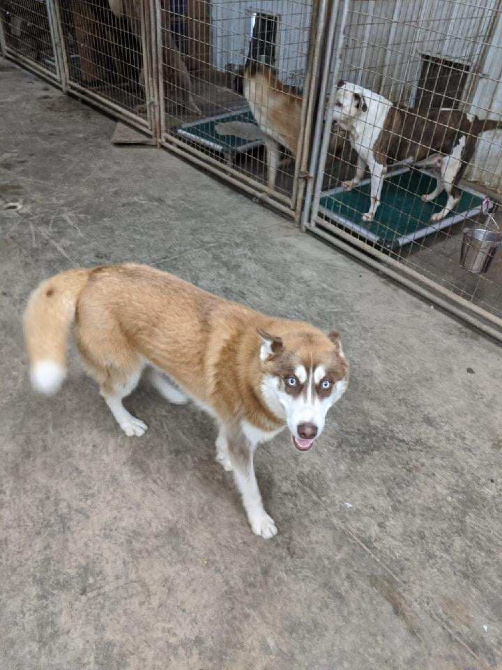 Marco, an adoptable Husky in Poland, IN, 47868 | Photo Image 3