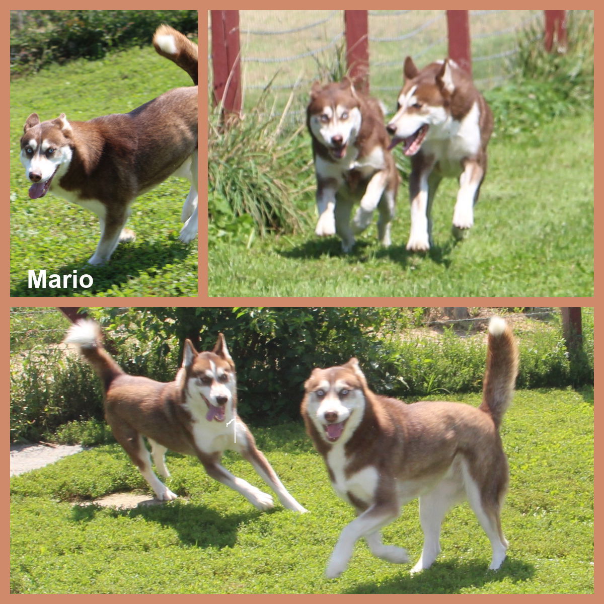 Mario, an adoptable Husky in Poland, IN, 47868 | Photo Image 1