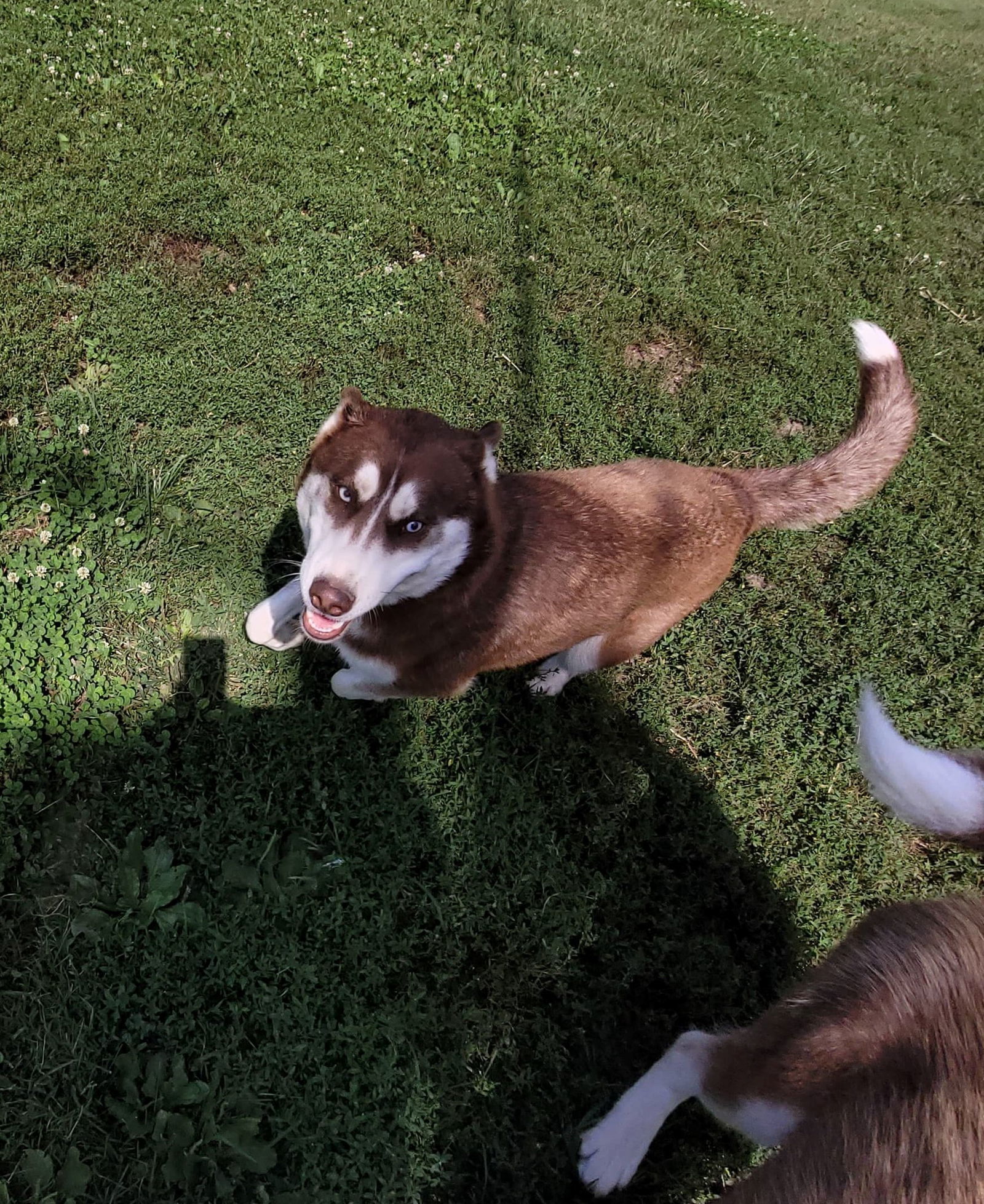 Mario, an adoptable Husky in Poland, IN, 47868 | Photo Image 2