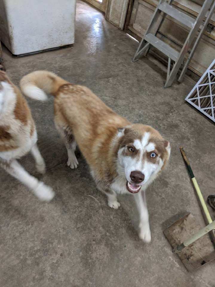 Mario, an adoptable Husky in Poland, IN, 47868 | Photo Image 3