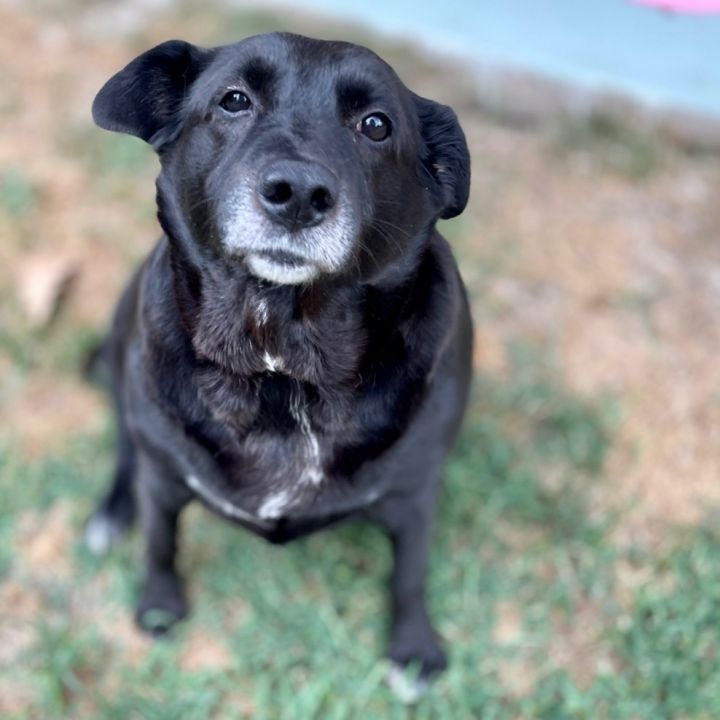 Suzie, an adopted Black Labrador Retriever Mix in Springfield, MO_image-1