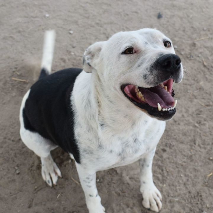 Pitbull and cattle dog 2024 mix