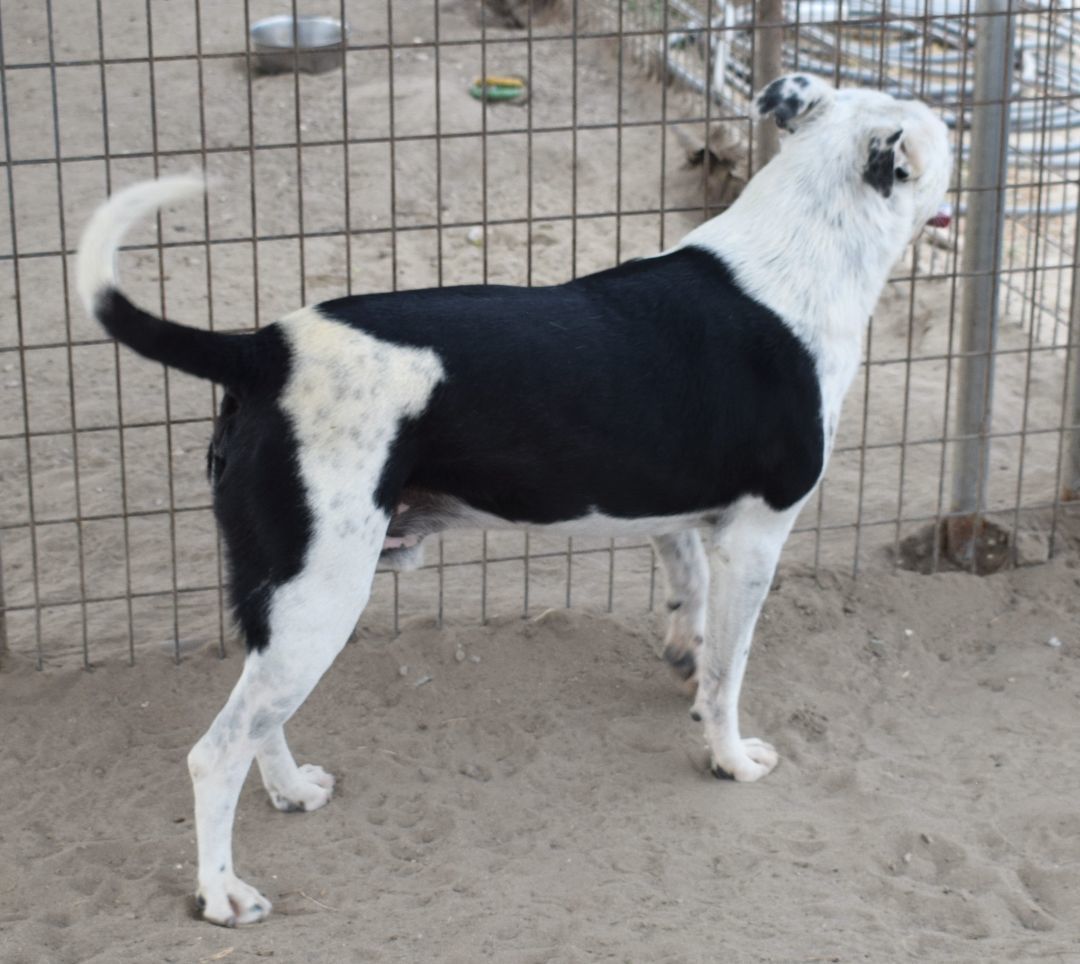 Chase , an adoptable Pit Bull Terrier, Australian Cattle Dog / Blue Heeler in Fallon, NV, 89406 | Photo Image 4