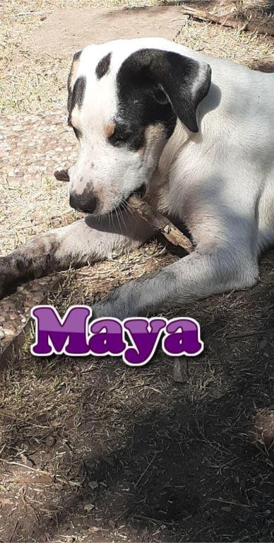Maya, an adoptable Hound Mix in Rockville, MD_image-1