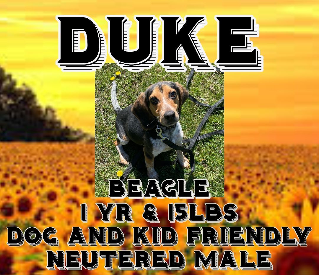 Duke