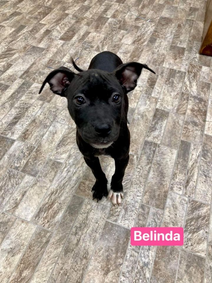 Belinda, an adopted Mixed Breed in Neillsville, WI_image-1