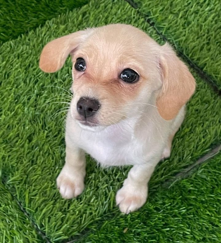 Bella, an adopted Chihuahua & Terrier Mix in San Bernardino, CA_image-4